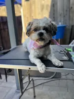 Fendi (Shih Tzu) (Pregnant), a female Shih Tzu for sale in Texas City, TX – 2 of 4