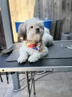 Versace (Shih Tzu), a female Shih Tzu for sale in Provo, UT – 6 of 7