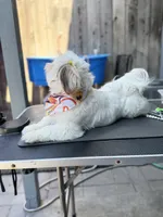 Versace (Shih Tzu), a female Shih Tzu for sale in Provo, UT – 3 of 7