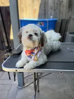 Versace (Shih Tzu), a female Shih Tzu for sale in Provo, UT – 2 of 7