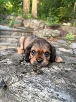 Big-Burch (Rarity Royales) , a male Cavalier King Charles Spaniel and Frenchton for sale in Texas City, TX – 1 of 5