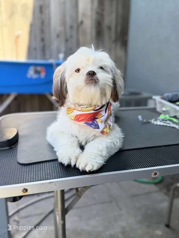 Versace (Shih Tzu) – Shih Tzu puppy for sale in Provo, UT
