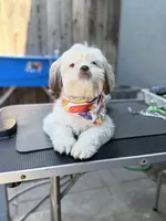Versace (Shih Tzu), a female Shih Tzu for sale in Provo, UT – 1 of 7
