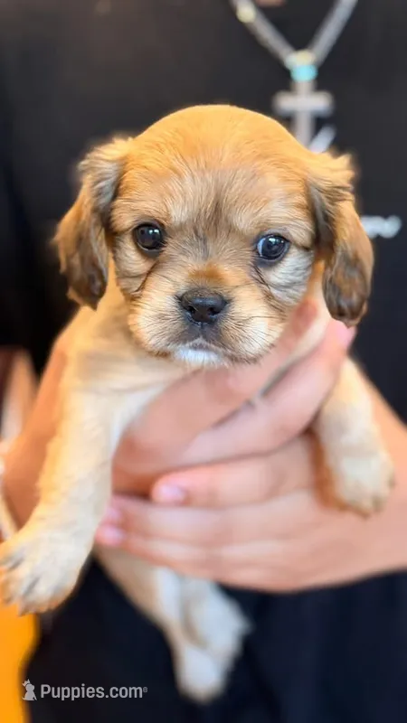 Ash (Rarity Royales) – Cavalier King Charles Spaniel, Frenchton puppy for sale in Texas City, TX
