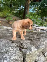 Ash (Rarity Royales), a female Cavalier King Charles Spaniel and Frenchton for sale in Texas City, TX – 6 of 7