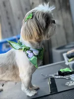 Dolce (Shih Tzu), a female Shih Tzu for sale in Provo, UT – 2 of 4