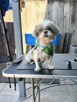 Dolce (Shih Tzu), a female Shih Tzu for sale in Provo, UT – 1 of 4