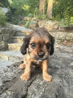 Big-Burch (Rarity Royales) , a male Cavalier King Charles Spaniel and Frenchton for sale in Texas City, TX – 2 of 5