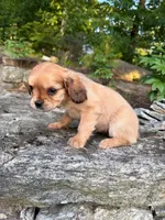 Ash (Rarity Royales), a female Cavalier King Charles Spaniel and Frenchton for sale in Texas City, TX – 3 of 7