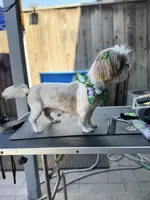 Dolce (Shih Tzu), a female Shih Tzu for sale in Provo, UT – 4 of 4
