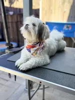 Versace (Shih Tzu), a female Shih Tzu for sale in Provo, UT – 5 of 7