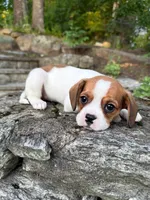 “Breeze” Rarity Royales, a female French Bulldog and Cavalier King Charles Spaniel for sale in Texas City, TX – 5 of 6