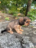 Big-Burch (Rarity Royales) , a male Cavalier King Charles Spaniel and Frenchton for sale in Texas City, TX – 4 of 5