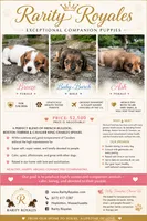 “Breeze” Rarity Royales, a female French Bulldog and Cavalier King Charles Spaniel for sale in Texas City, TX – 6 of 6