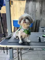 Dolce (Shih Tzu), a female Shih Tzu for sale in Provo, UT – 3 of 4