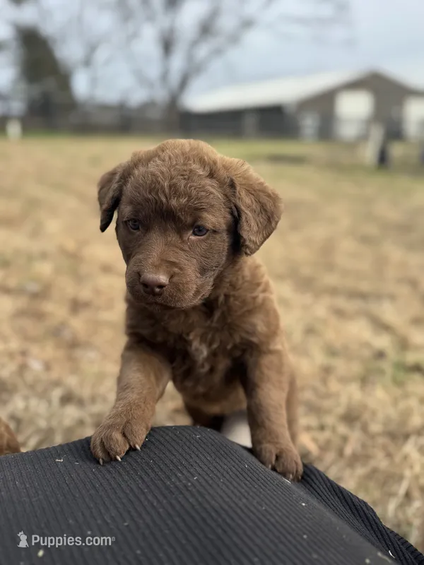 AKC Chesapeake Bay retriever!