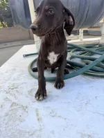 Coco , a male German Shorthaired Pointer for sale in Bakersfield, CA – 2 of 4