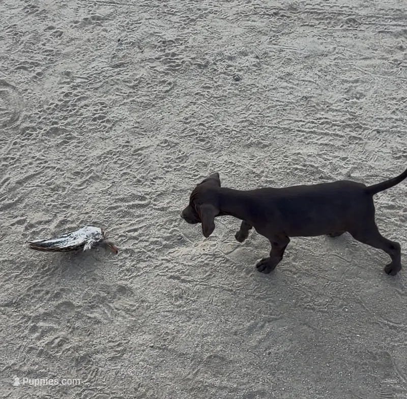 Coco  – German Shorthaired Pointer puppy for sale in Bakersfield, CA