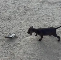 Coco , a male German Shorthaired Pointer for sale in Bakersfield, CA – 1 of 4