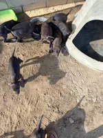 Coco , a female German Shorthaired Pointer for sale in Bakersfield, CA – 2 of 2
