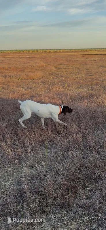 Cowboy  – German Shorthaired Pointer puppy for sale in Bakersfield, CA