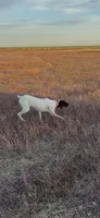 Cowboy , a male German Shorthaired Pointer for sale in Bakersfield, CA – 1 of 1