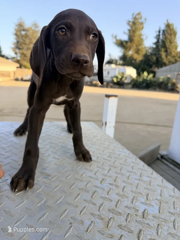 Coco  – German Shorthaired Pointer puppy for sale in Bakersfield, CA