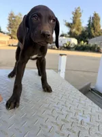 Coco , a female German Shorthaired Pointer for sale in Bakersfield, CA – 1 of 2