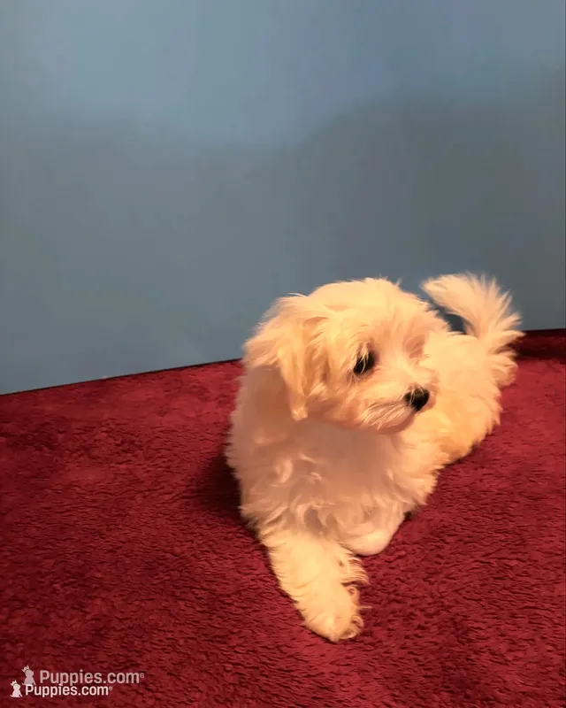 REDUCED Dynamite  – Maltese puppy for sale in Summer Shade, KY