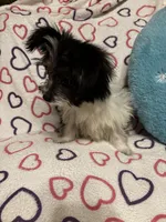 Lola, a female Maltipom for sale in Summer Shade, KY – 9 of 10