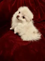 Mr Sherbet , a male Pomeranian for sale in Summer Shade, KY – 5 of 6
