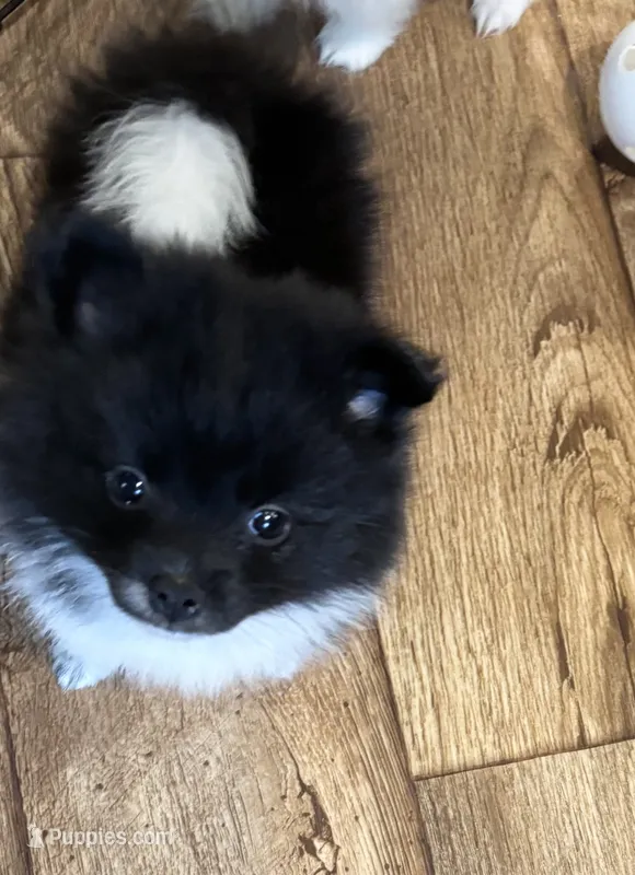 Marbles – Pomeranian puppy for sale in Summer Shade, KY