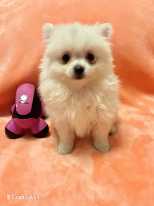 Tinkerbell  – Pomeranian puppy for sale in Summer Shade, KY