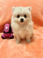 Tinkerbell , a female Pomeranian for sale in Summer Shade, KY – 1 of 3