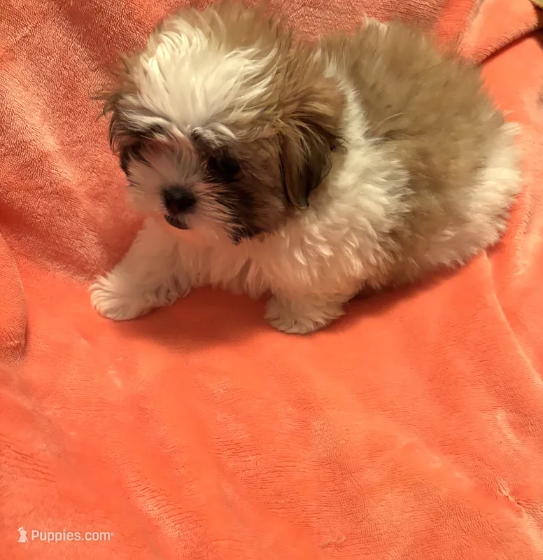 HAPPY.   – Mal Shi puppy for sale in Summer Shade, KY