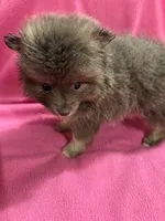 Brandy, a female Pomeranian for sale in Summer Shade, KY – 4 of 10