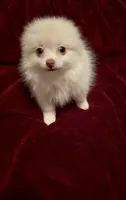 Mr Sherbet , a male Pomeranian for sale in Summer Shade, KY – 4 of 6