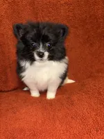 Black Parti , a male Pomeranian for sale in Summer Shade, KY – 5 of 7