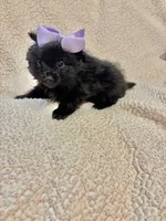 processed/2fa6bfa0-c3c3-4ee2-be87-7b06b84c17a6/listing/0856a160-c335-4818-ad88-26798afa5f0b/ca00cc76-6b11-4308-8c9b-40b7622addf1