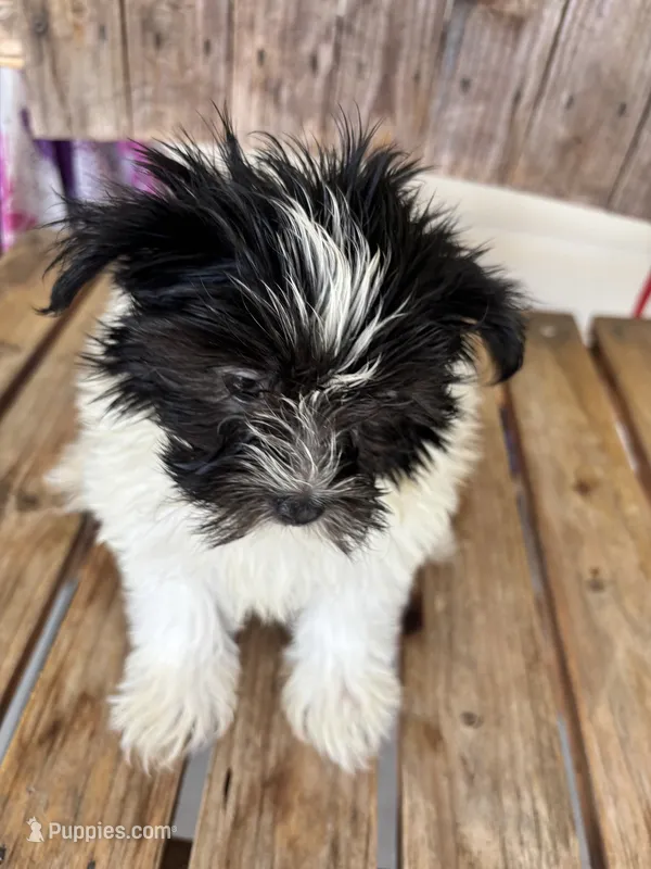 Lilac – Maltipom puppy for sale in Summer Shade, KY