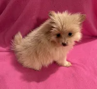 Sunshine , a female Pomeranian for sale in Summer Shade, KY – 4 of 9