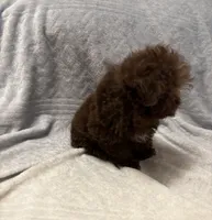 Pocket Pup , a male Poodle - Toy  for sale in Summer Shade, KY – 6 of 9