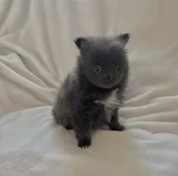 Blue Girl, a female Pomeranian for sale in Summer Shade, KY – Photo 2 of 6