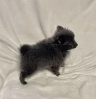 Blue Girl, a female Pomeranian for sale in Summer Shade, KY – Photo 5 of 6