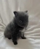 Blue Girl, a female Pomeranian for sale in Summer Shade, KY – Photo 4 of 6