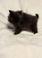 Blue Girl, a female Pomeranian for sale in Summer Shade, KY – Photo 6 of 6