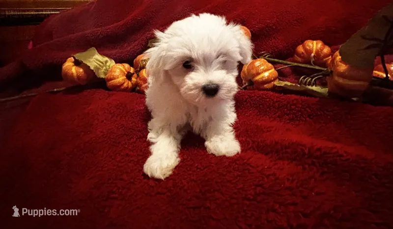 Prissy  – Maltese puppy for sale in Summer Shade, KY