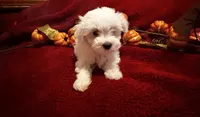 Prissy , a female Maltese for sale in Summer Shade, KY – 1 of 6