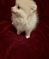 Mr Sherbet , a male Pomeranian for sale in Summer Shade, KY – 2 of 6