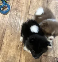 Chocolate parti , a male Pomeranian for sale in Summer Shade, KY – 5 of 6